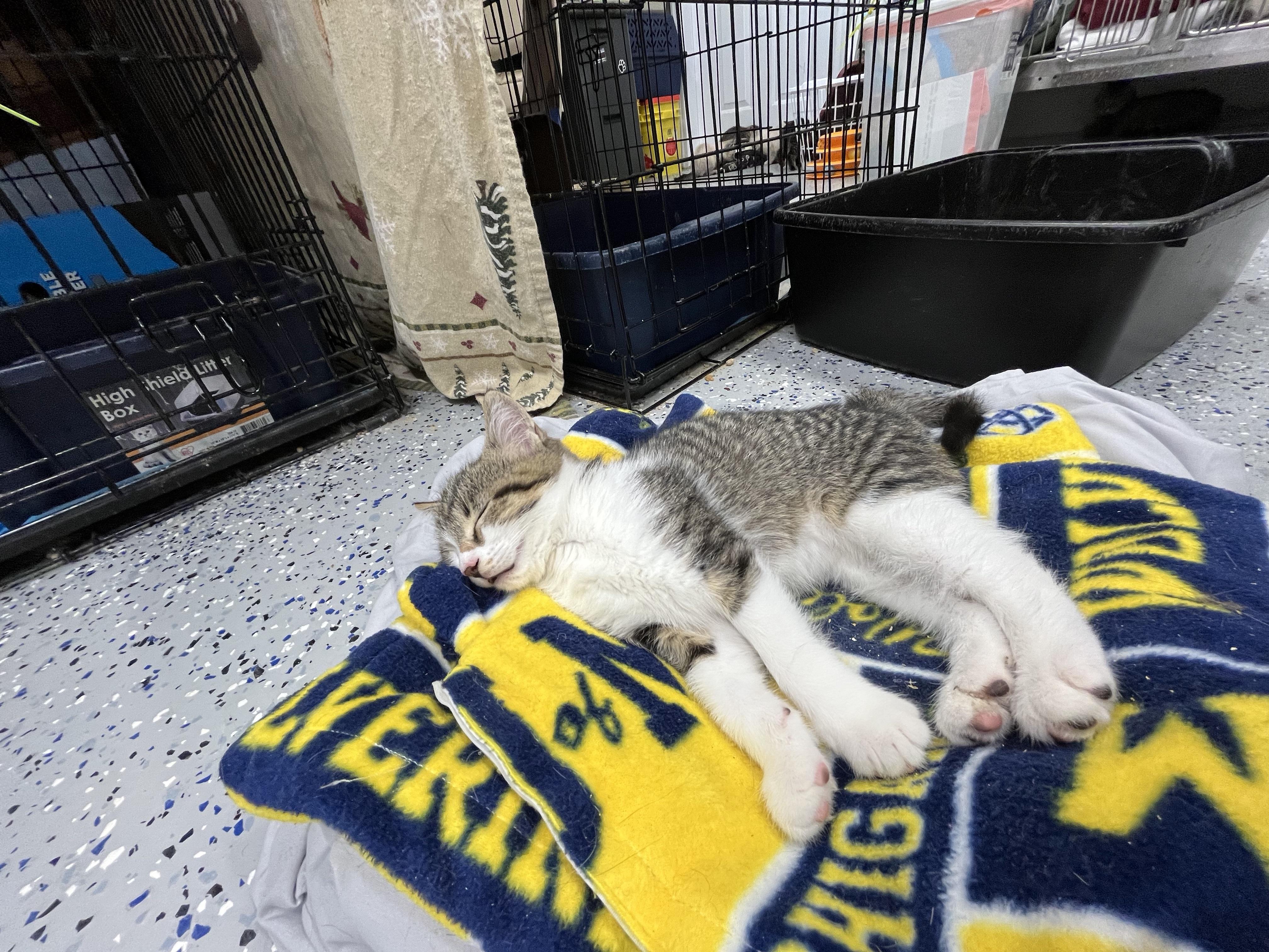 Russell, a Adopted Domestic Medium Hair in Brighton, MI image 4/4