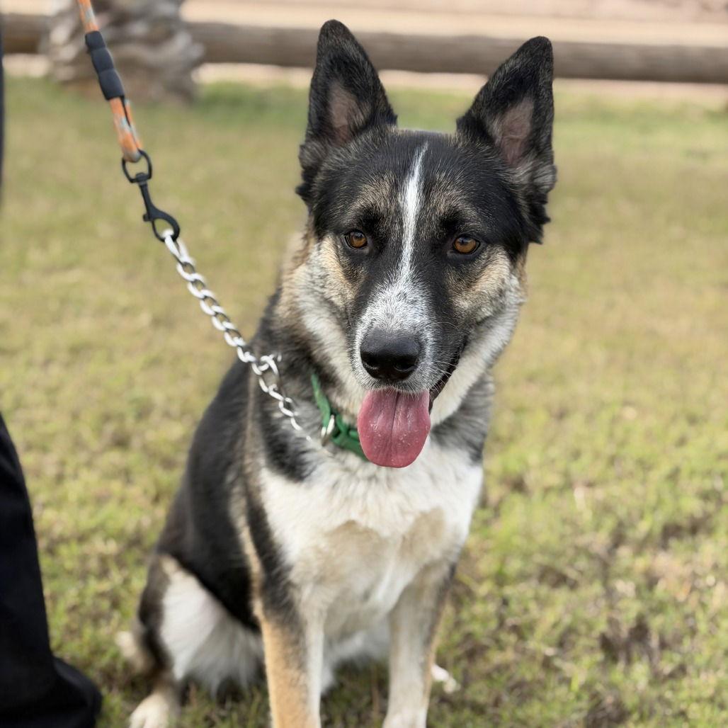 Enlarge Rocket, a Adoptable Shepherd in Oceanside, CA image 1/3