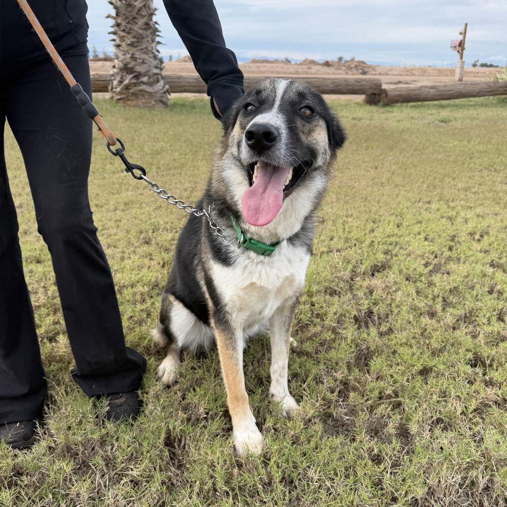 Enlarge Rocket, a Adoptable Shepherd in Oceanside, CA image 2/3