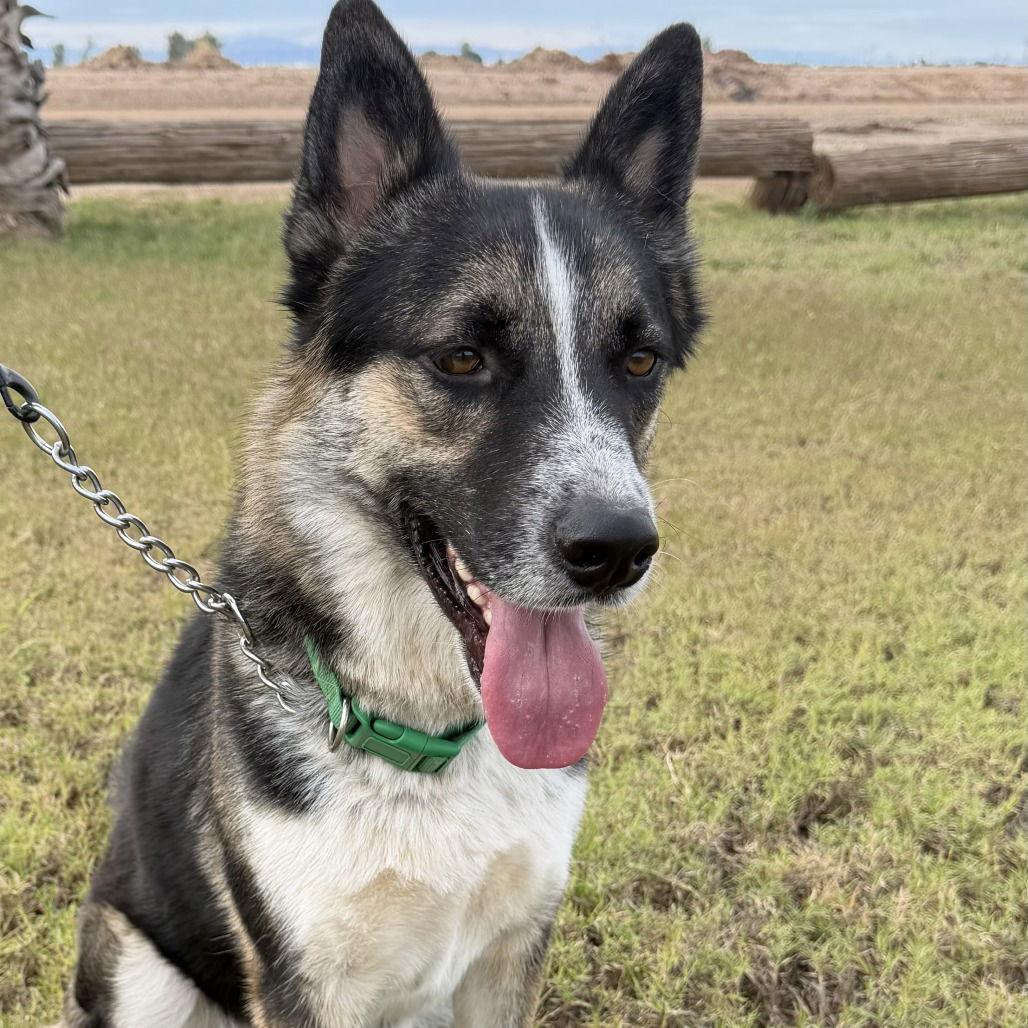 Enlarge Rocket, a Adoptable Shepherd in Oceanside, CA image 3/3