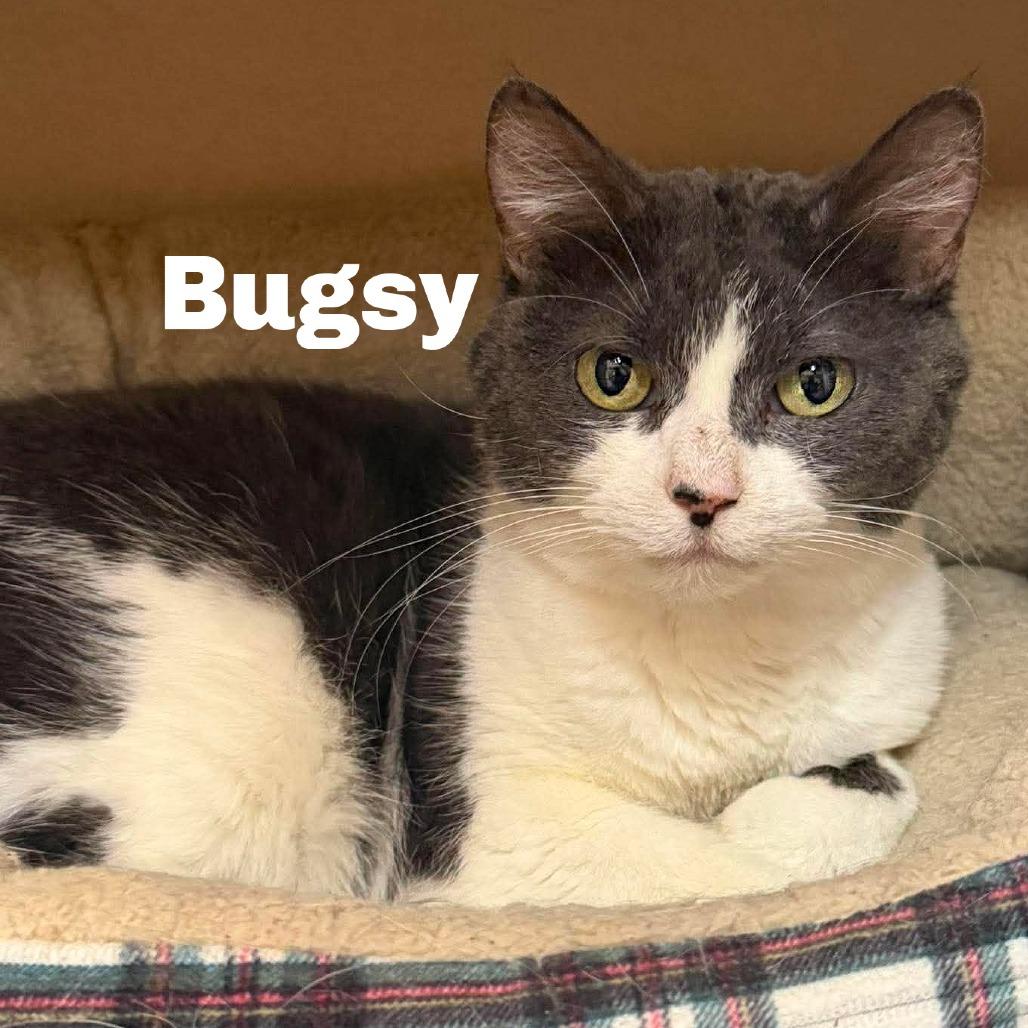 Bugsy 260374, Adoptable, Senior Female Domestic Short Hair.