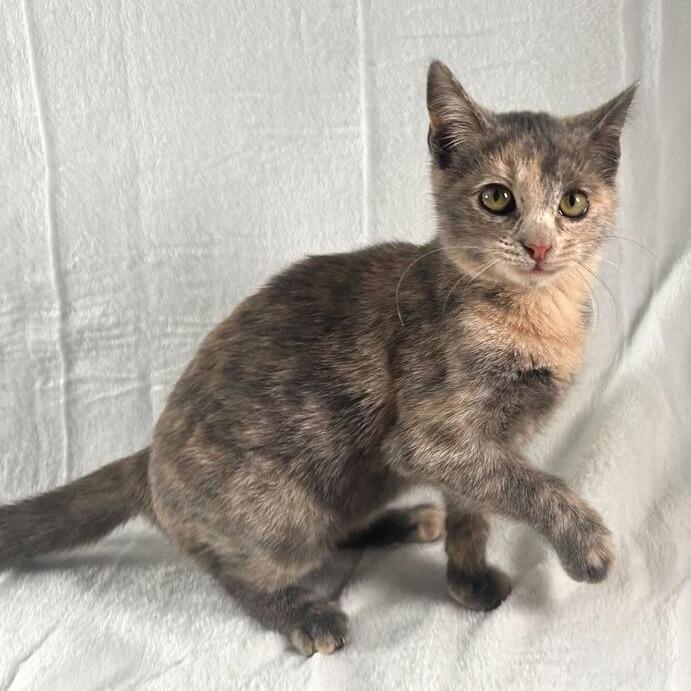 Adelaide, Adoptable, Kitten Female Domestic Short Hair.