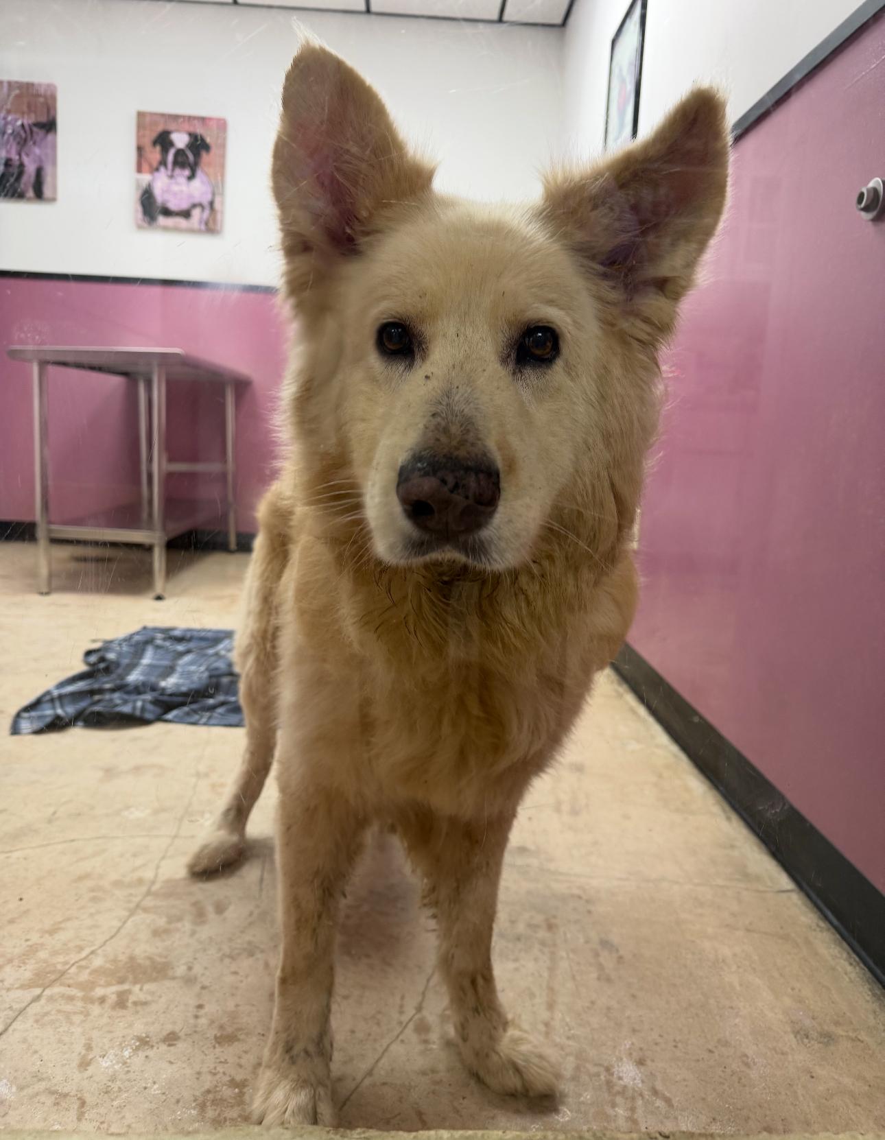 Enlarge Snowball, an adopted German Shepherd Dog in Brookfield, CT image 1/1