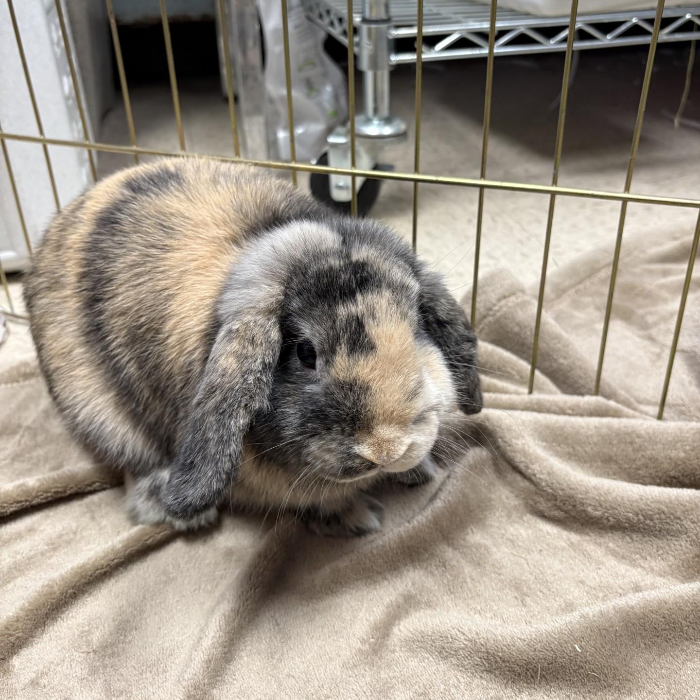 Enlarge Pledge, an adopted Mini Lop in Teterboro, NJ image 1/2