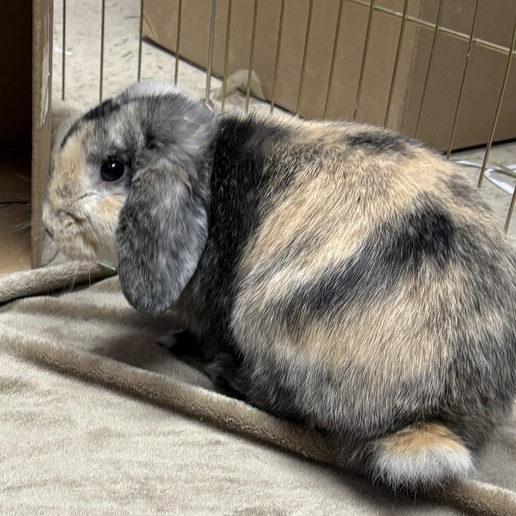 Enlarge Pledge, an adopted Mini Lop in Teterboro, NJ image 2/2