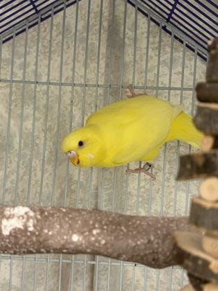 Tali, Adoptable, Adult Unknown Parakeet (Other).