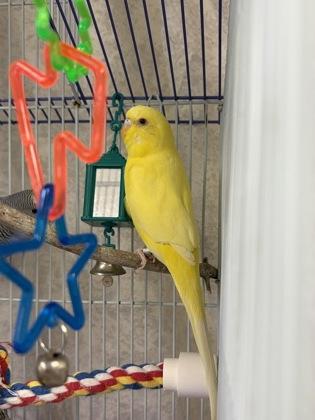 Enlarge Tali, a Adoptable Parakeet (Other) in Lowell, MA image 2/2