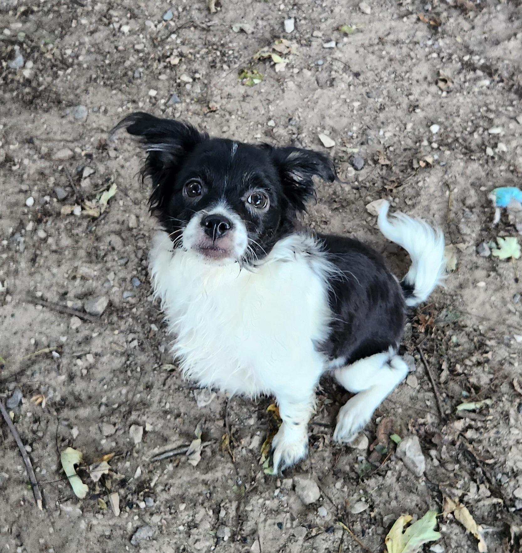 Enlarge Oliver, a Adopted mixed breed in Liberty Center, OH image 3/6