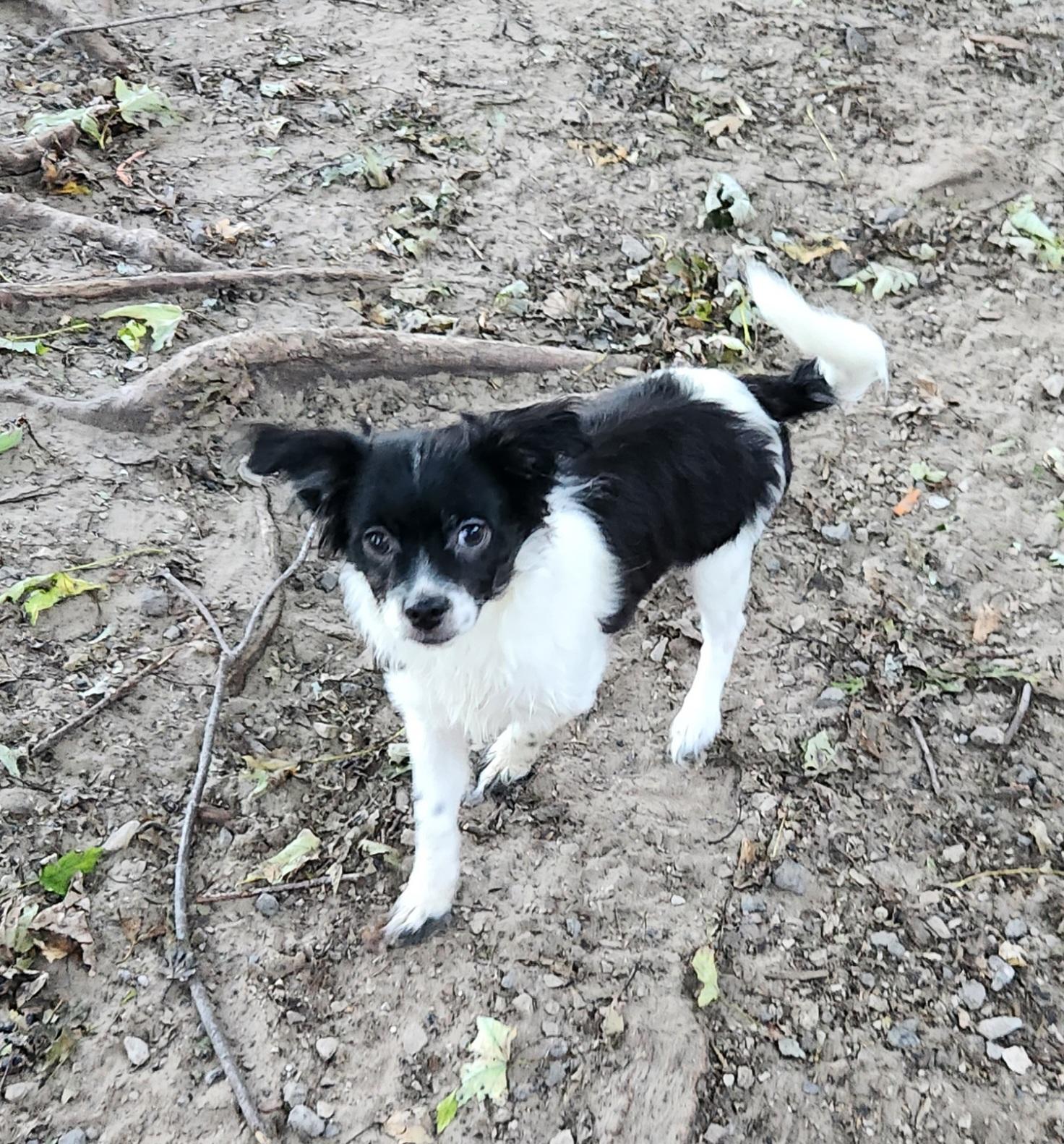 Enlarge Oliver, a Adopted mixed breed in Liberty Center, OH image 4/6