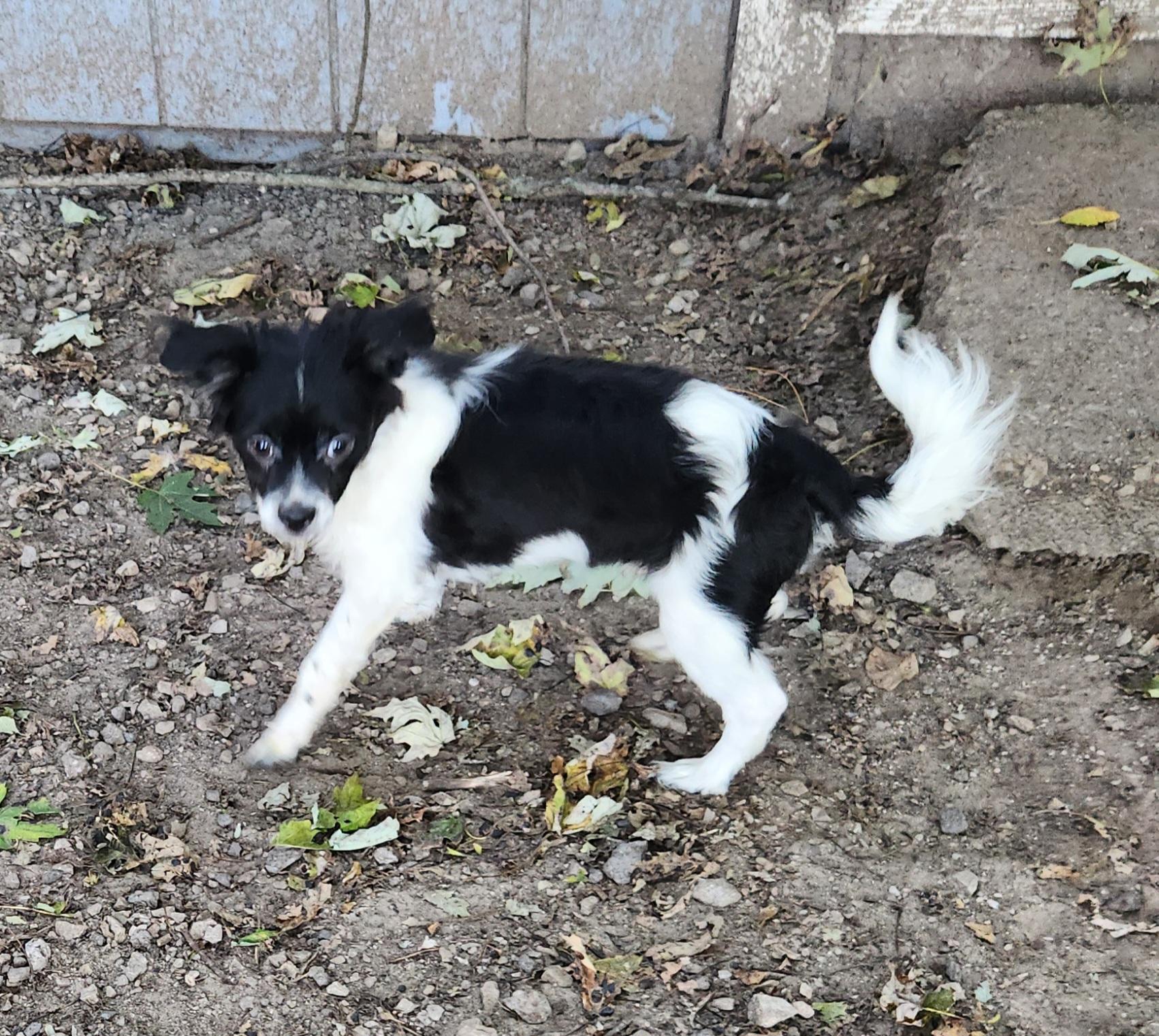 Enlarge Oliver, a Adopted mixed breed in Liberty Center, OH image 6/6