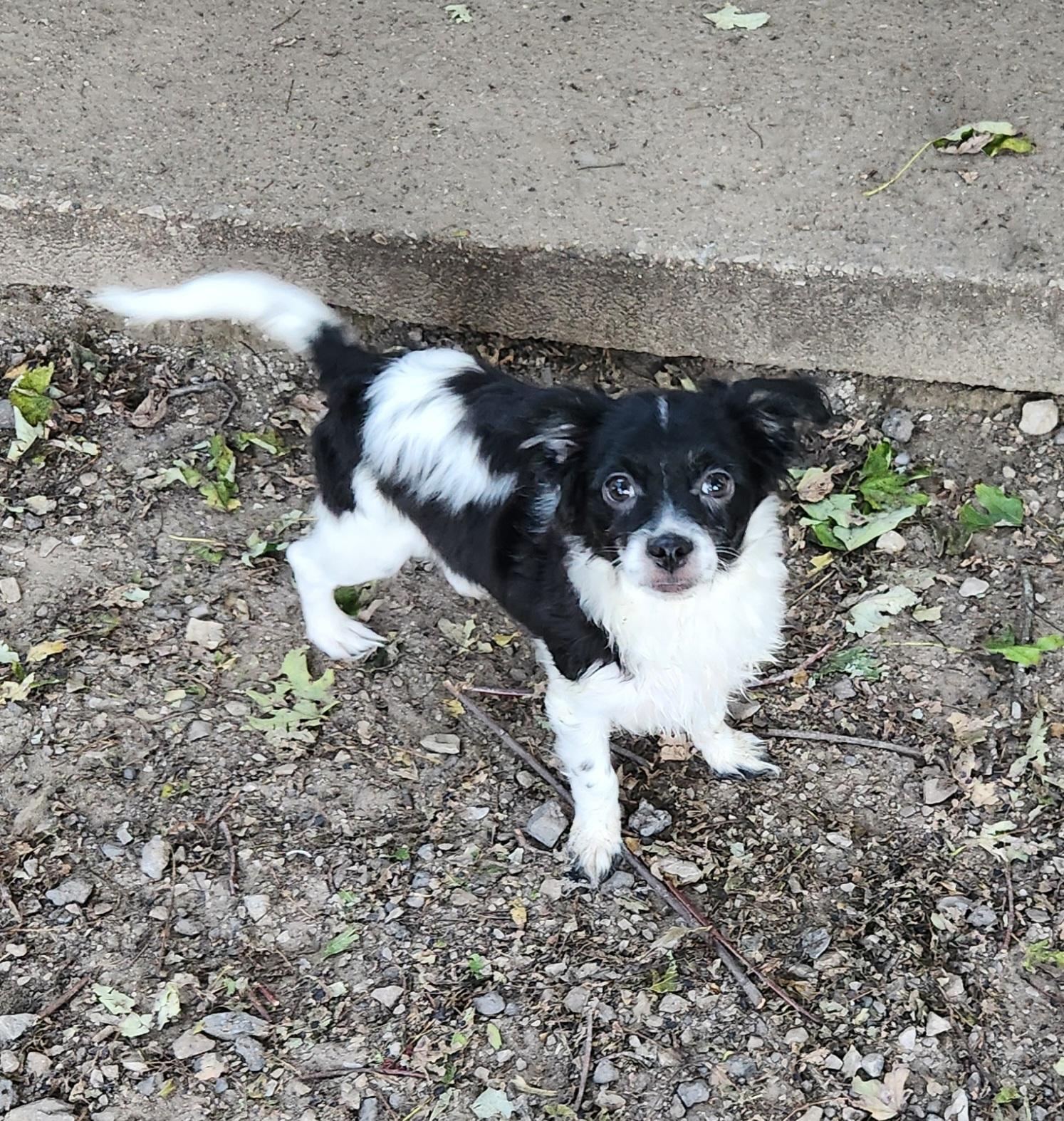 Oliver, Adopted, Puppy Male Papillon & Chihuahua.