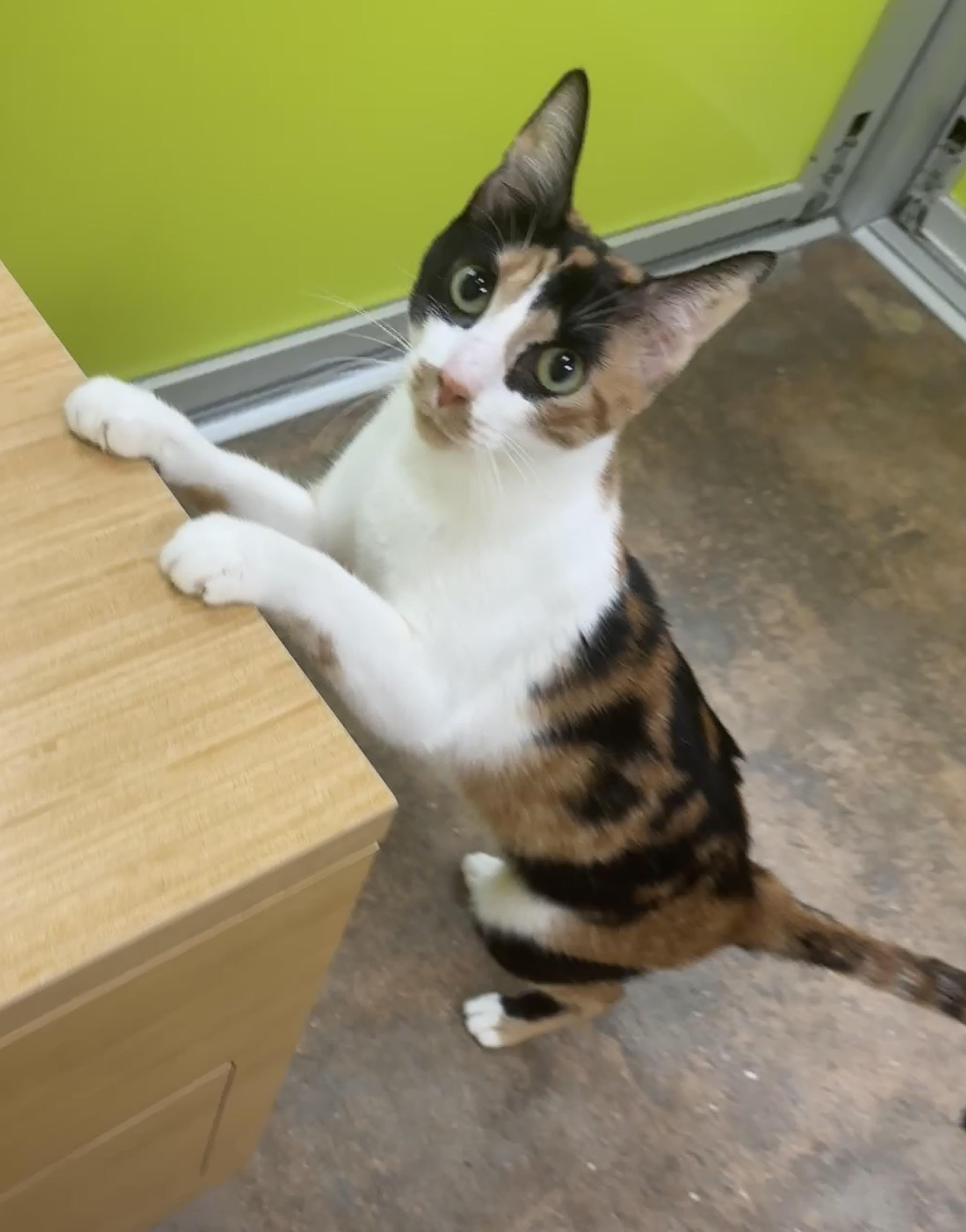 Enlarge Foxy (laps, purrs, and shadows), an adopted mixed breed in Houston, TX image 4/6