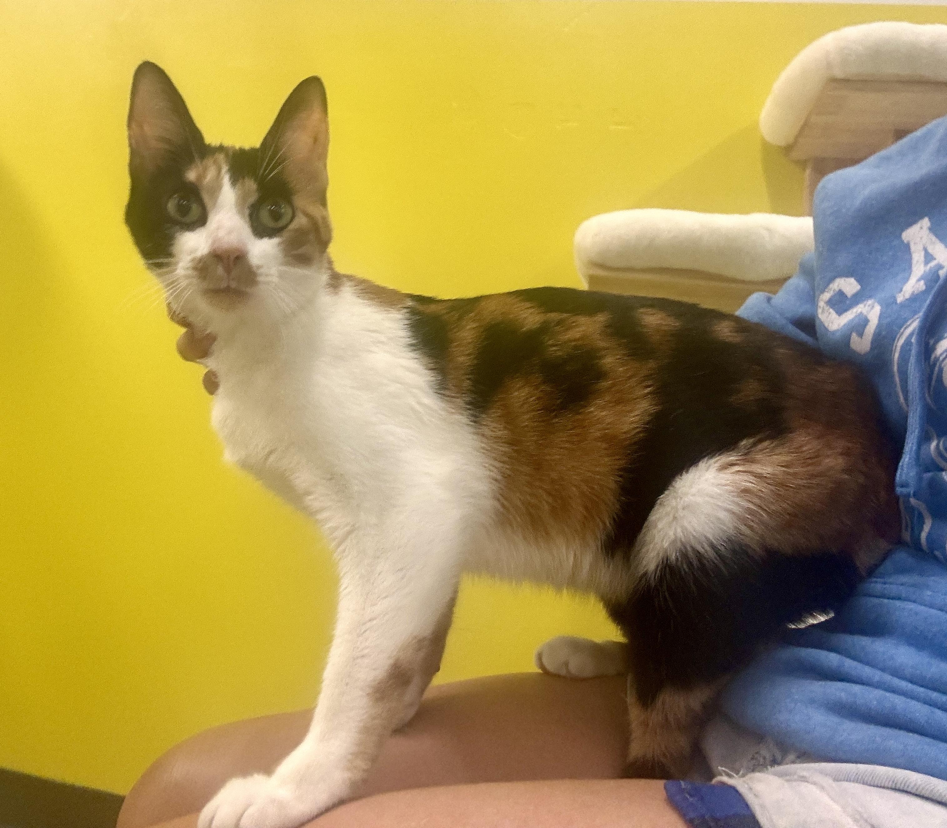 Enlarge Foxy (laps, purrs, and shadows), an adopted mixed breed in Houston, TX image 3/6