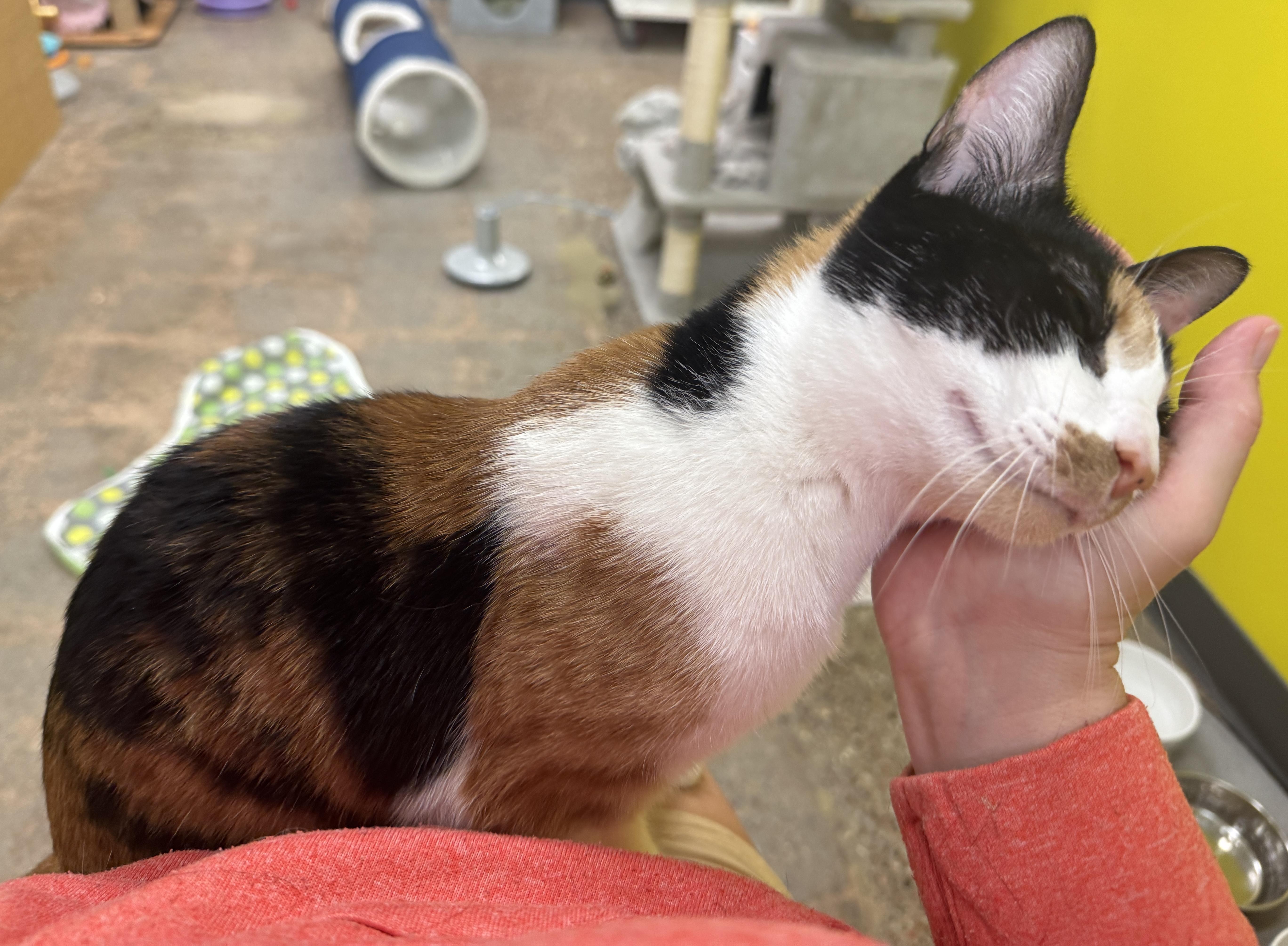 Enlarge Foxy (laps, purrs, and shadows), an adopted mixed breed in Houston, TX image 1/6