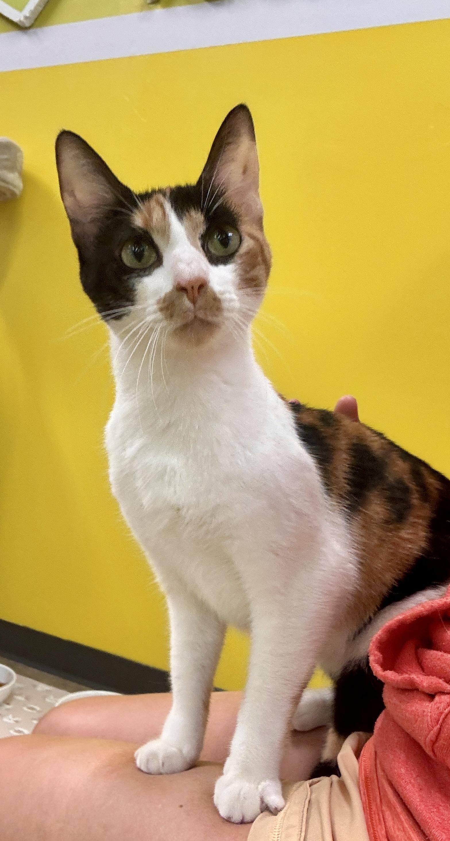 Enlarge Foxy (laps, purrs, and shadows), an adopted mixed breed in Houston, TX image 2/6