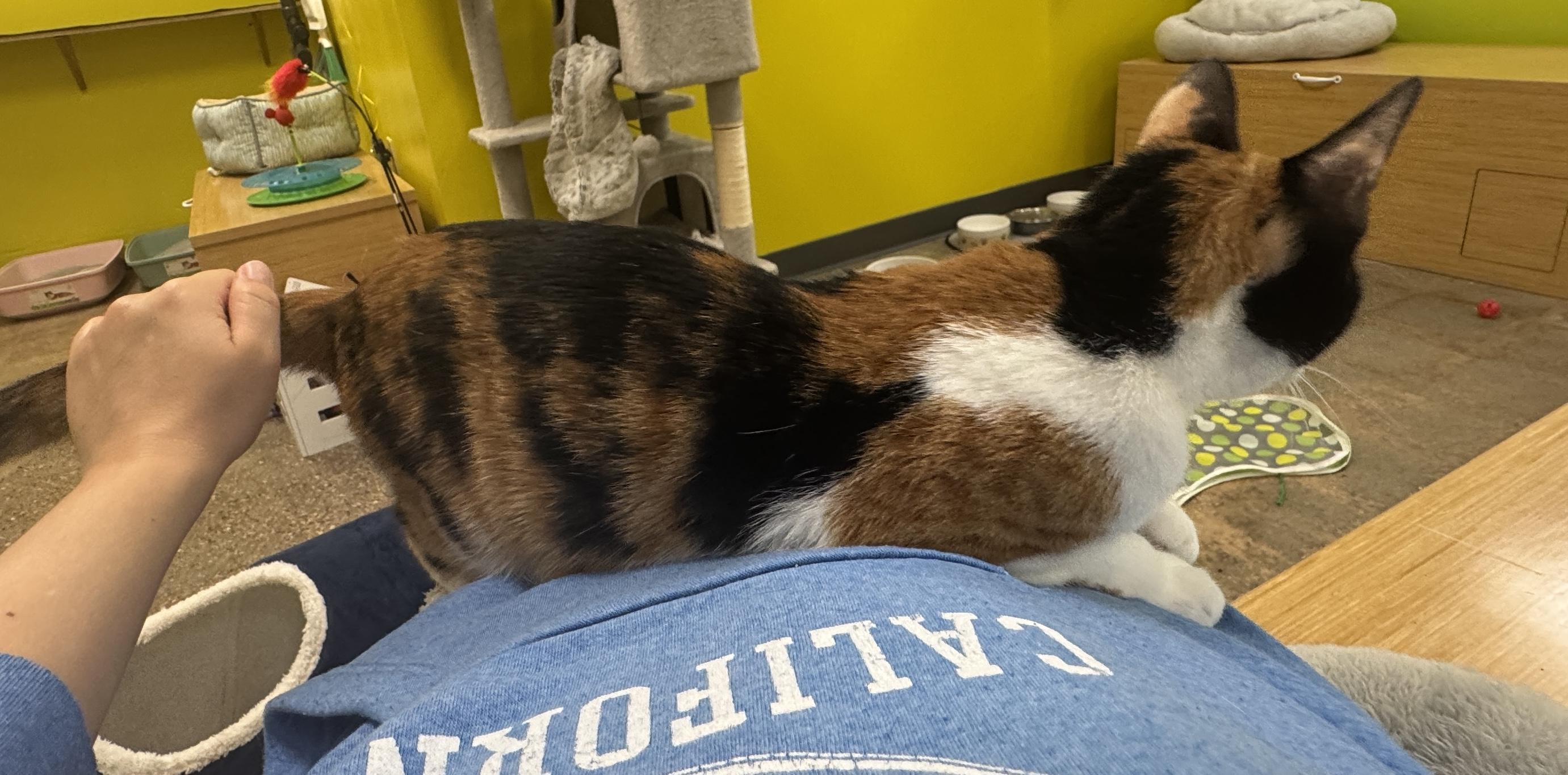 Enlarge Foxy (laps, purrs, and shadows), an adopted mixed breed in Houston, TX image 5/6