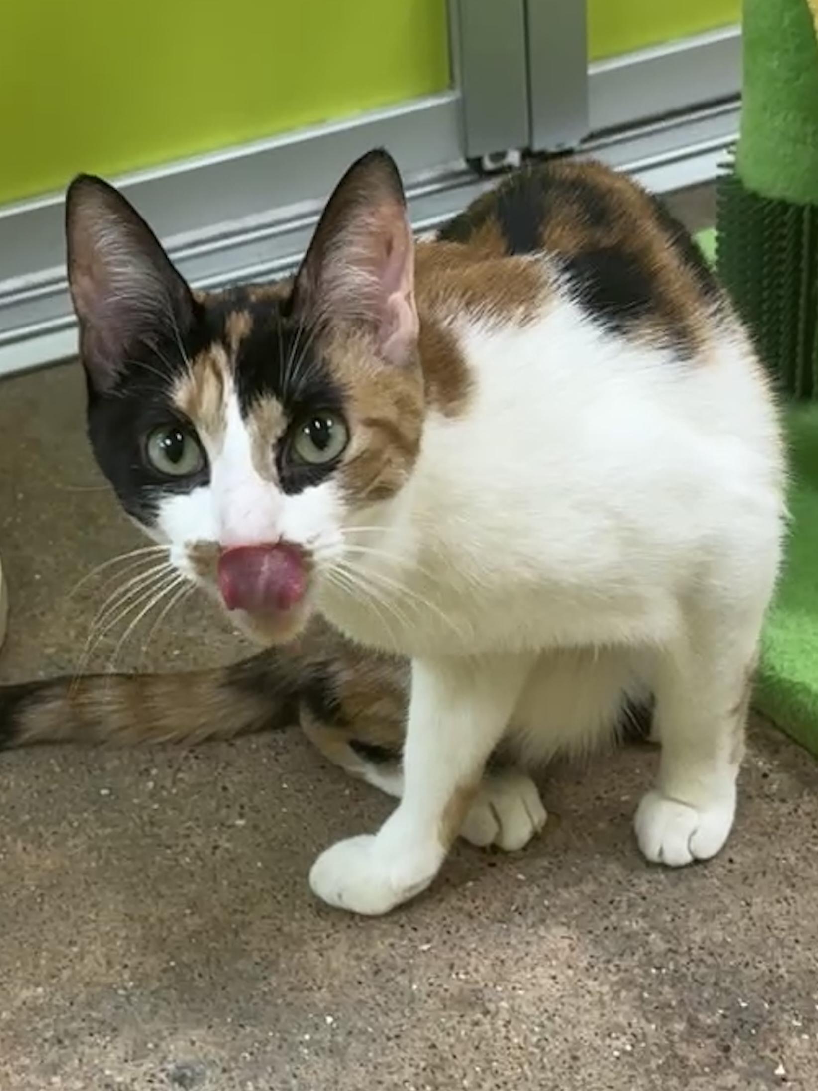 Enlarge Foxy (laps, purrs, and shadows), an adopted mixed breed in Houston, TX image 6/6