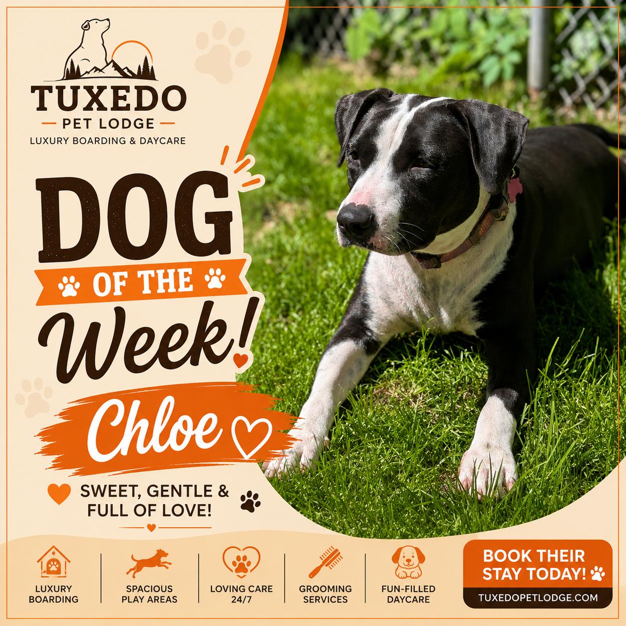 Enlarge Chloe, a Adoptable mixed breed in Central Valley, NY image 1/3
