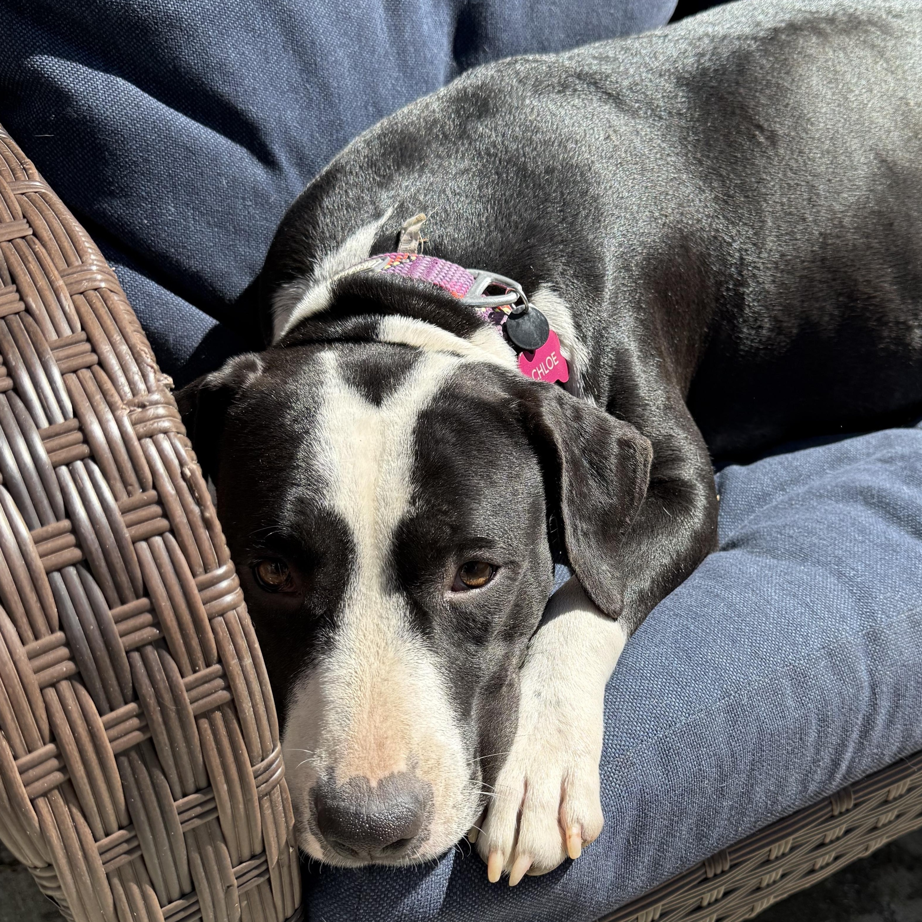 Enlarge Chloe, a Adoptable mixed breed in Central Valley, NY image 2/3