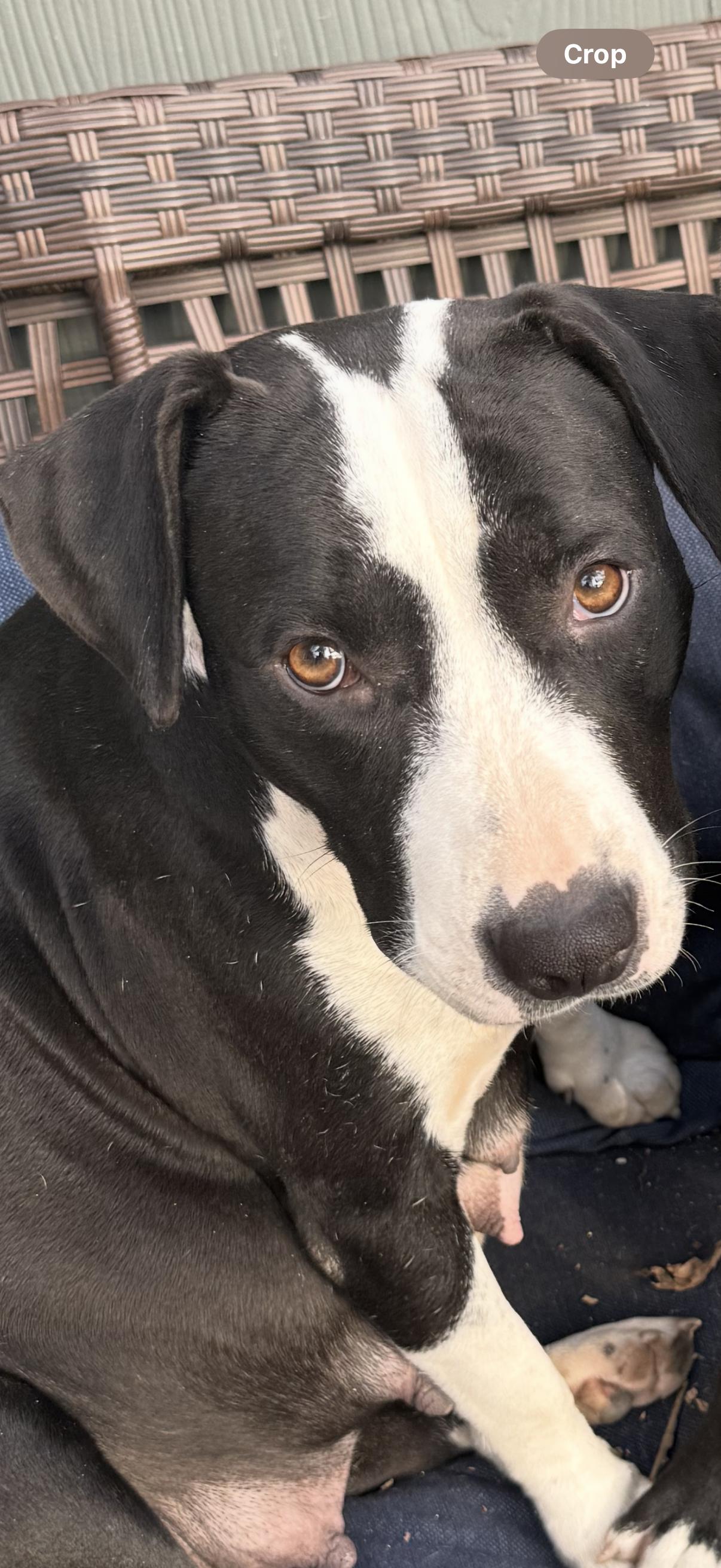 Enlarge Chloe, a Adoptable mixed breed in Central Valley, NY image 3/3