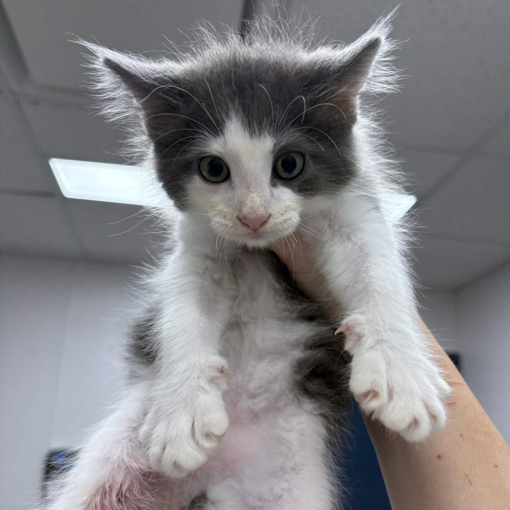 Enlarge Roger Rabbit, a Adoptable Domestic Medium Hair in Beaumont, TX image 1/2