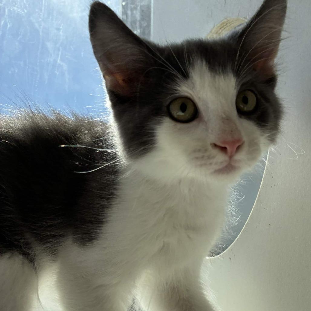 Enlarge Roger Rabbit, a Adoptable Domestic Medium Hair in Beaumont, TX image 2/2