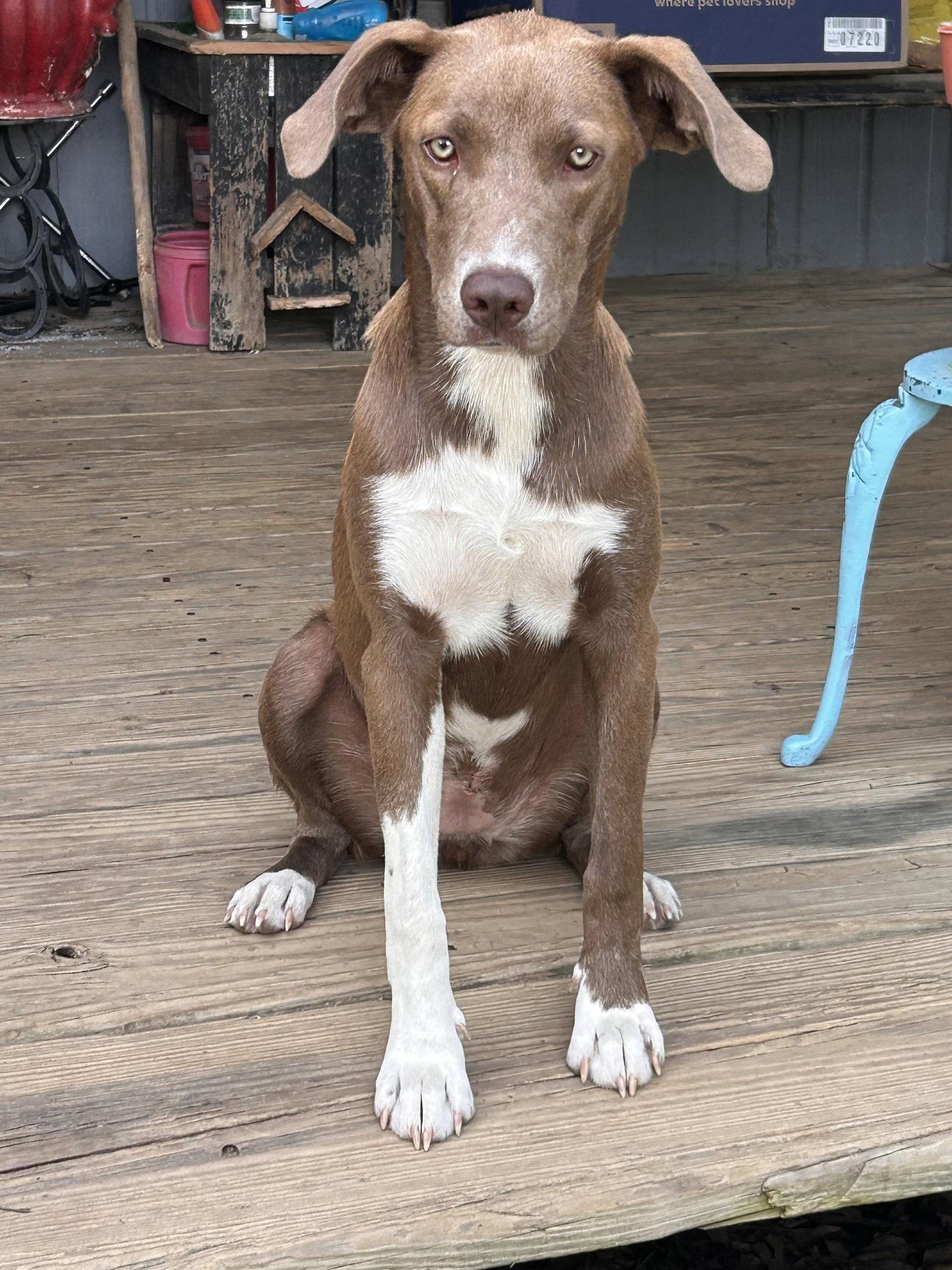 Tipie Shape, Adoptable, Young Female German Pinscher.