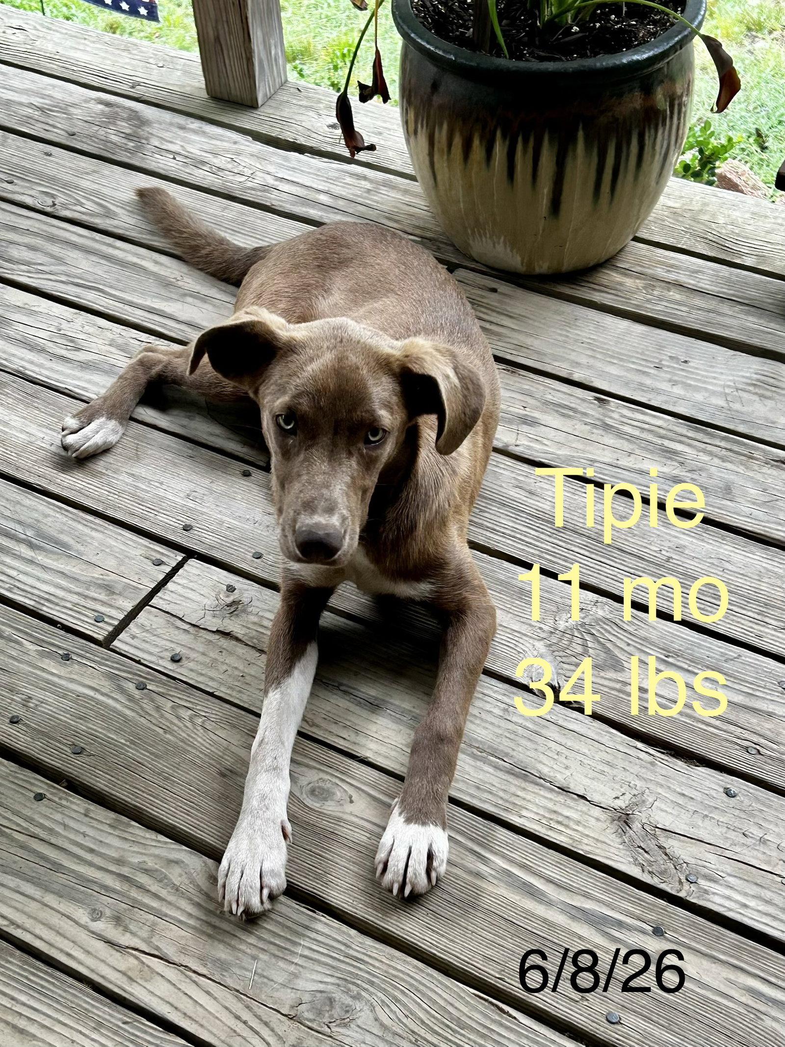 Enlarge Tipie Shape, a Adoptable German Pinscher in Wakefield, RI image 2/3
