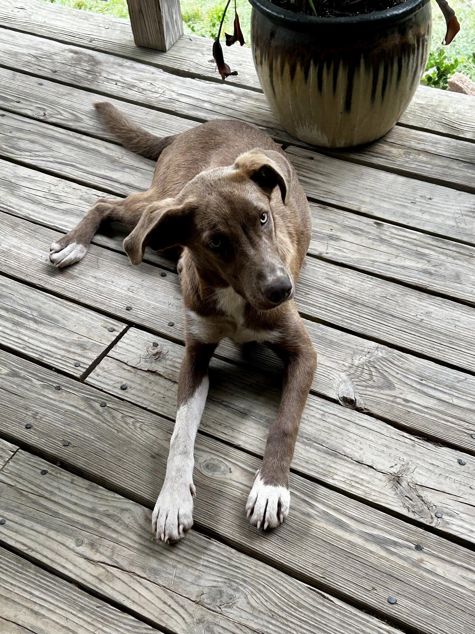 Enlarge Tipie Shape, a Adoptable German Pinscher in Wakefield, RI image 3/3