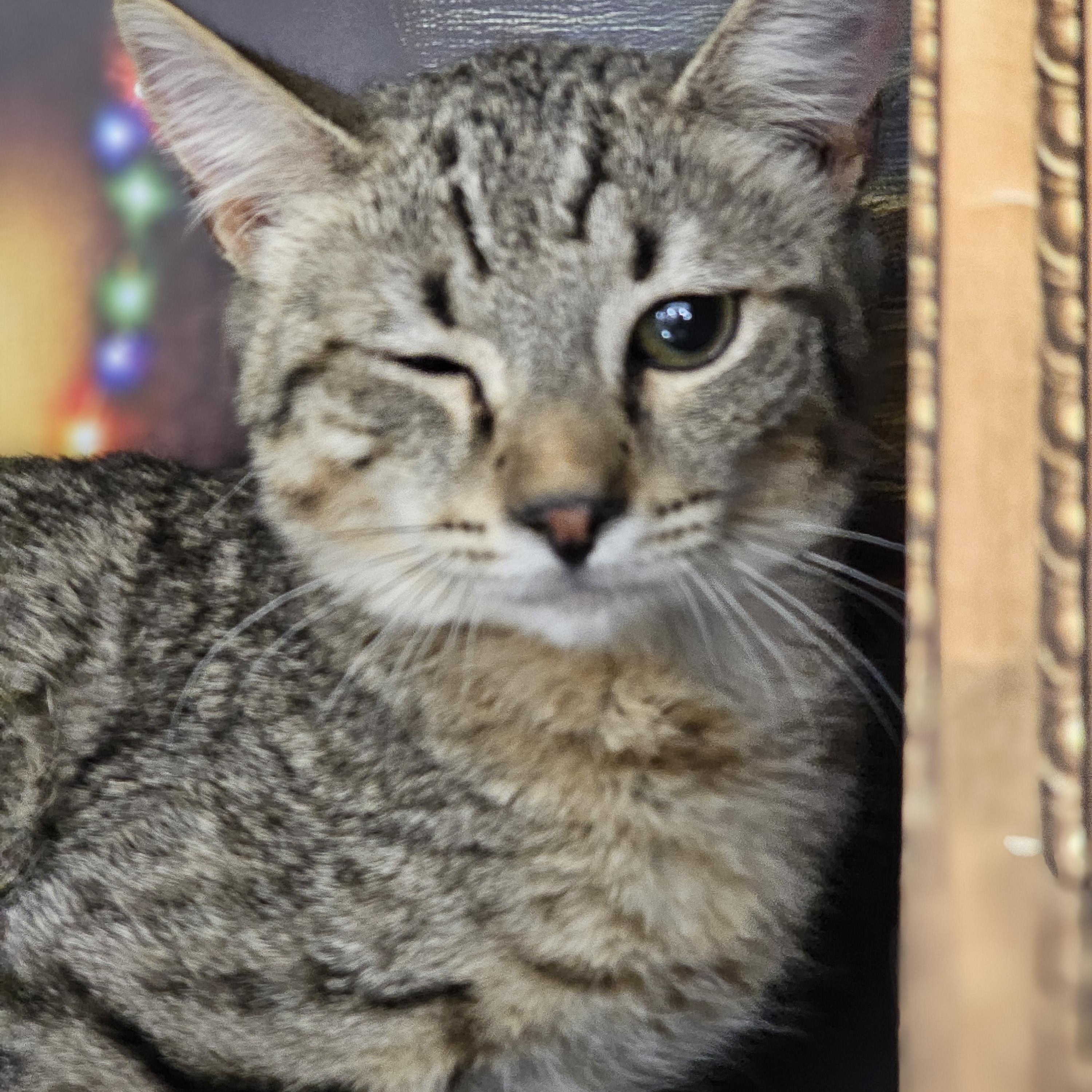 Enlarge Stoker, a ADOPTABLE Tabby in Richmond, VA image 3/6