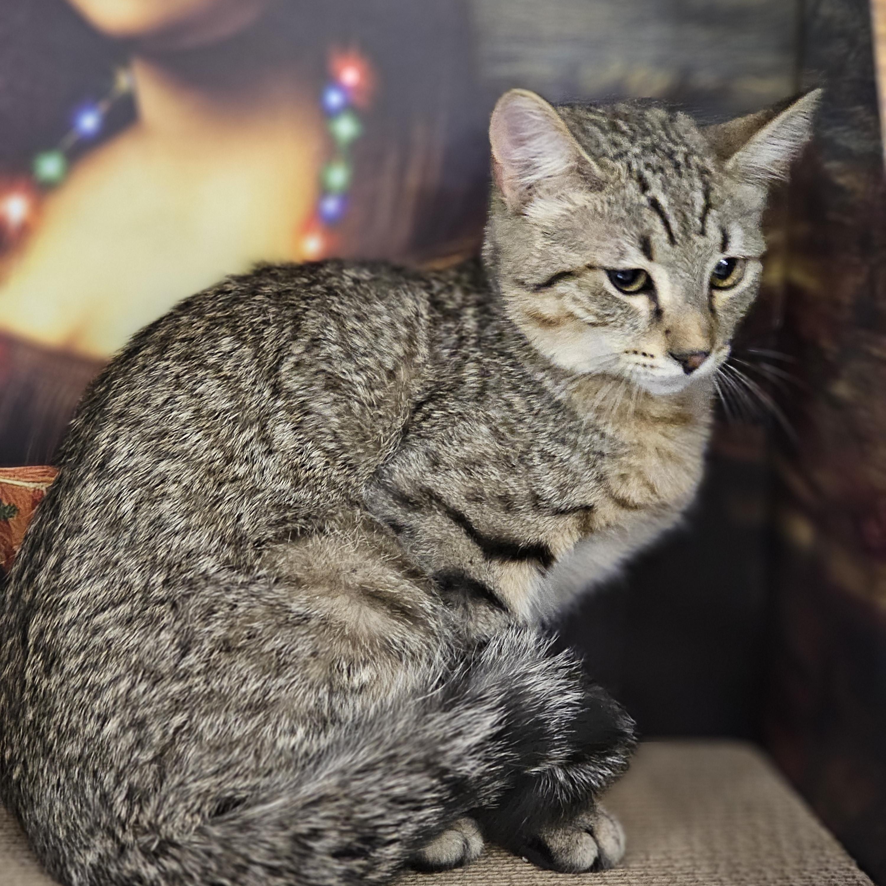 Enlarge Stoker, a ADOPTABLE Tabby in Richmond, VA image 4/6