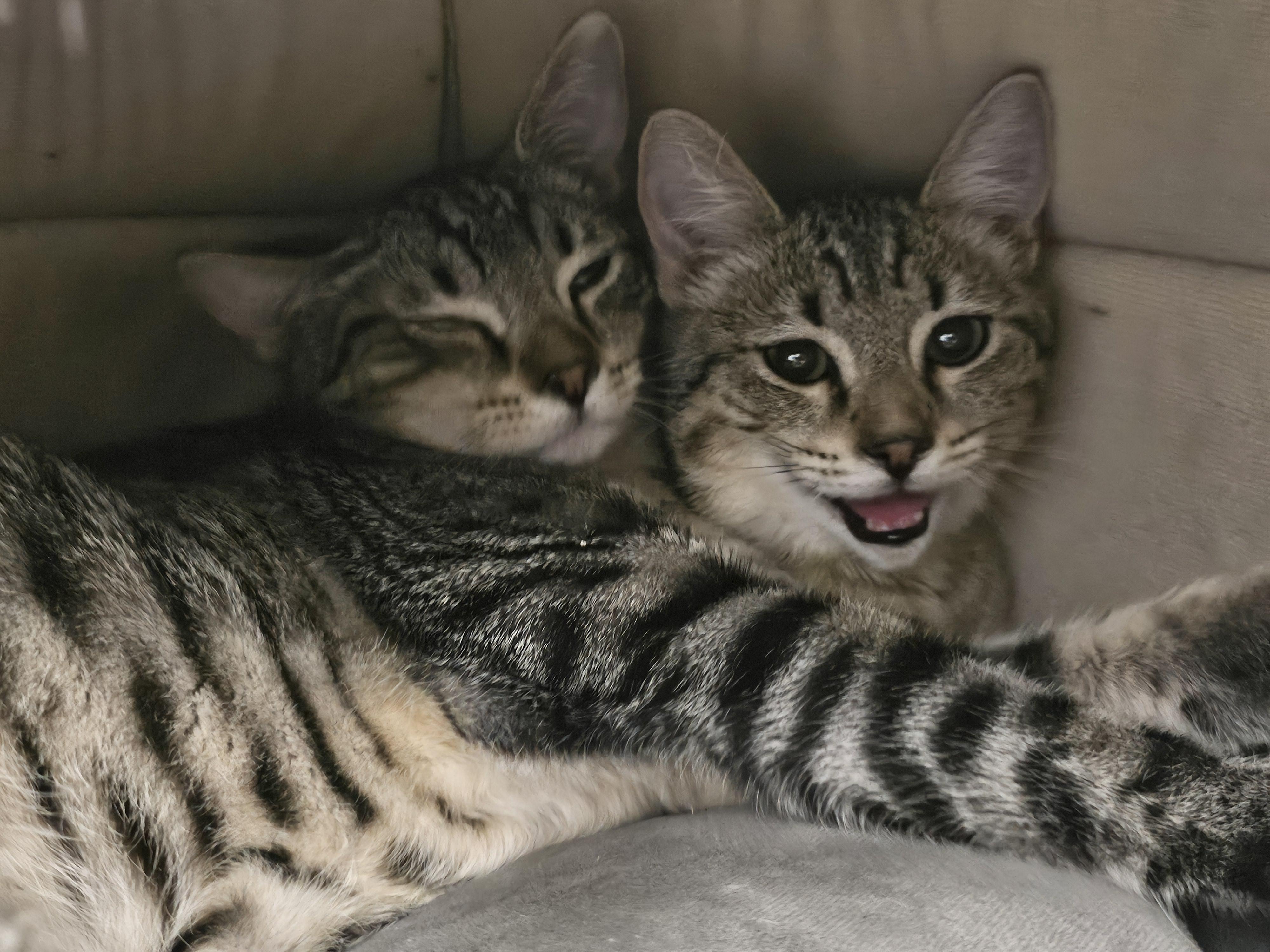 Enlarge Stoker, a ADOPTABLE Tabby in Richmond, VA image 6/6