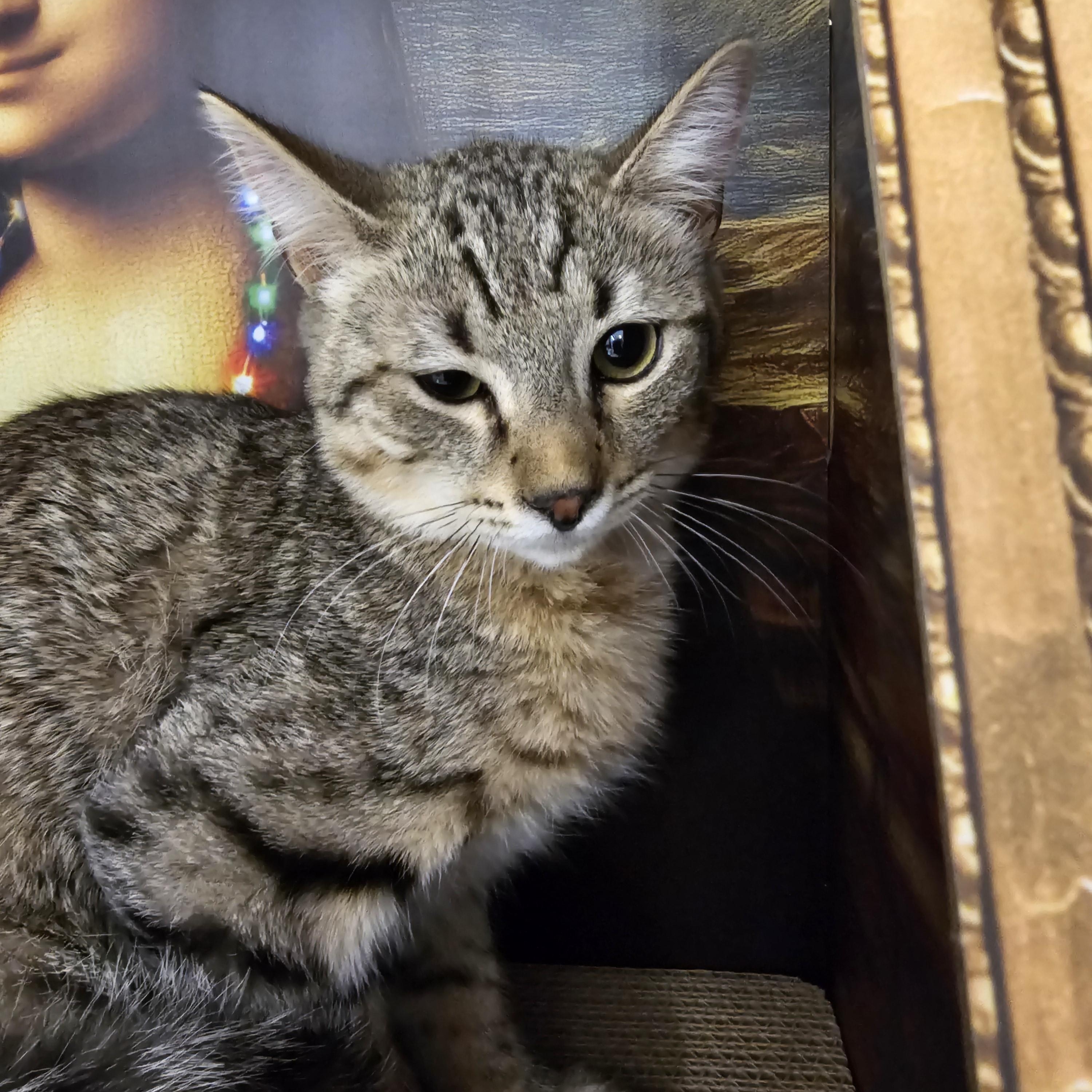 Enlarge Stoker, a ADOPTABLE Tabby in Richmond, VA image 5/6