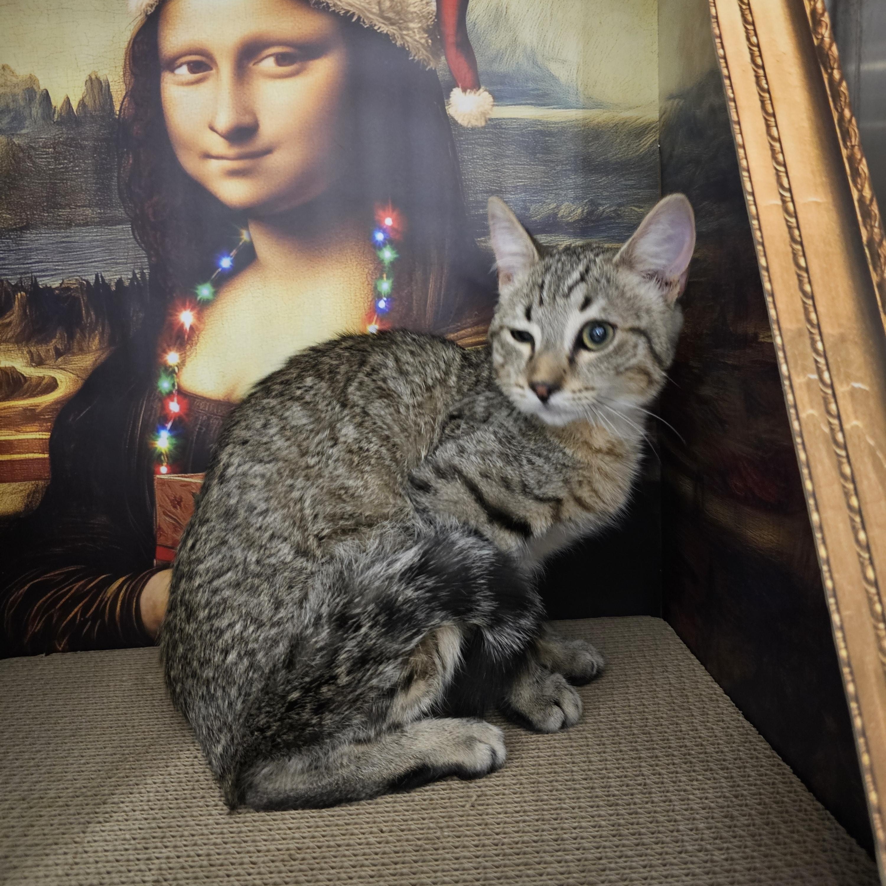 Stoker, ADOPTABLE, Kitten Male Tabby.