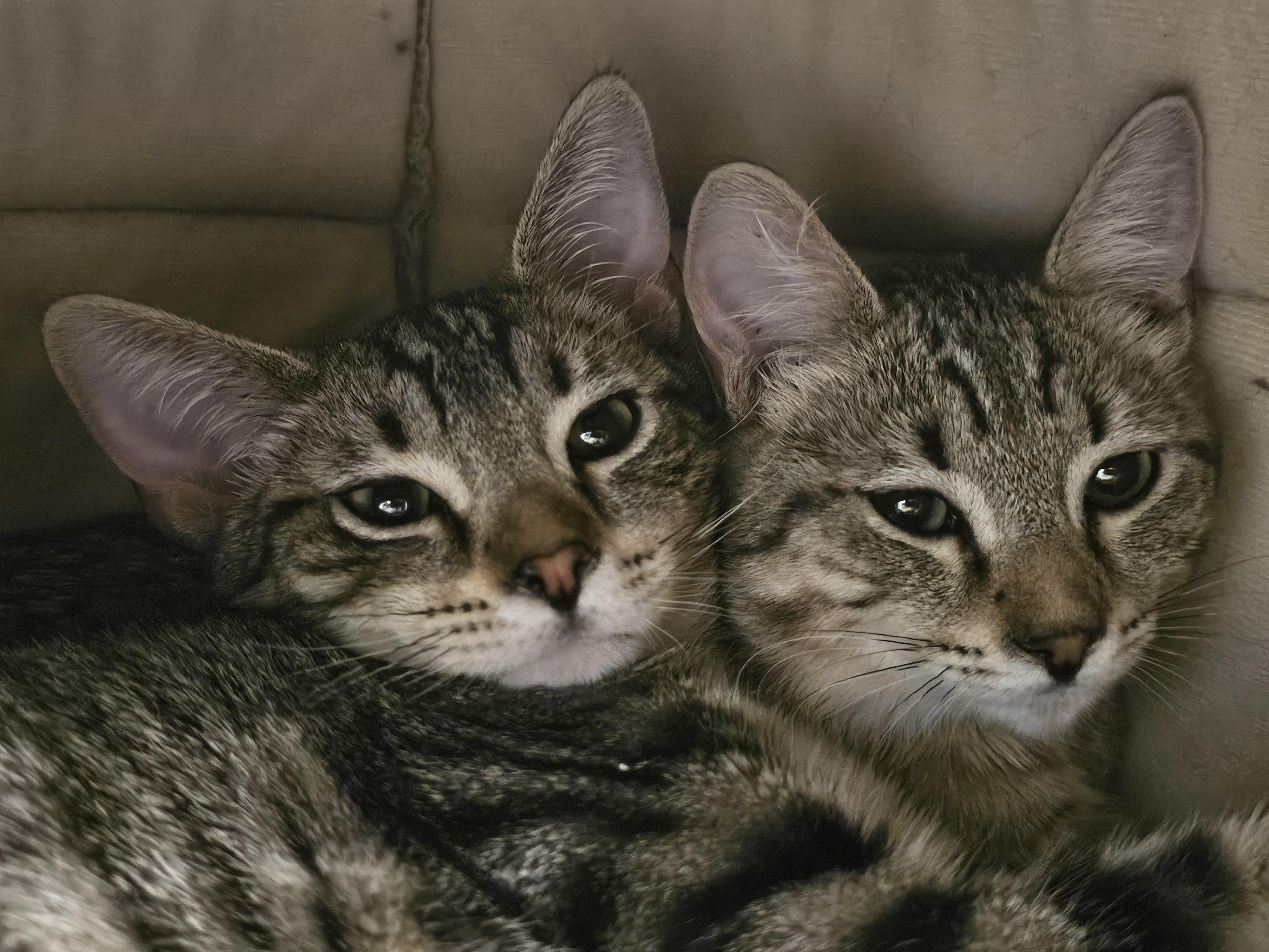 Enlarge Stoker, a ADOPTABLE Tabby in Richmond, VA image 2/6