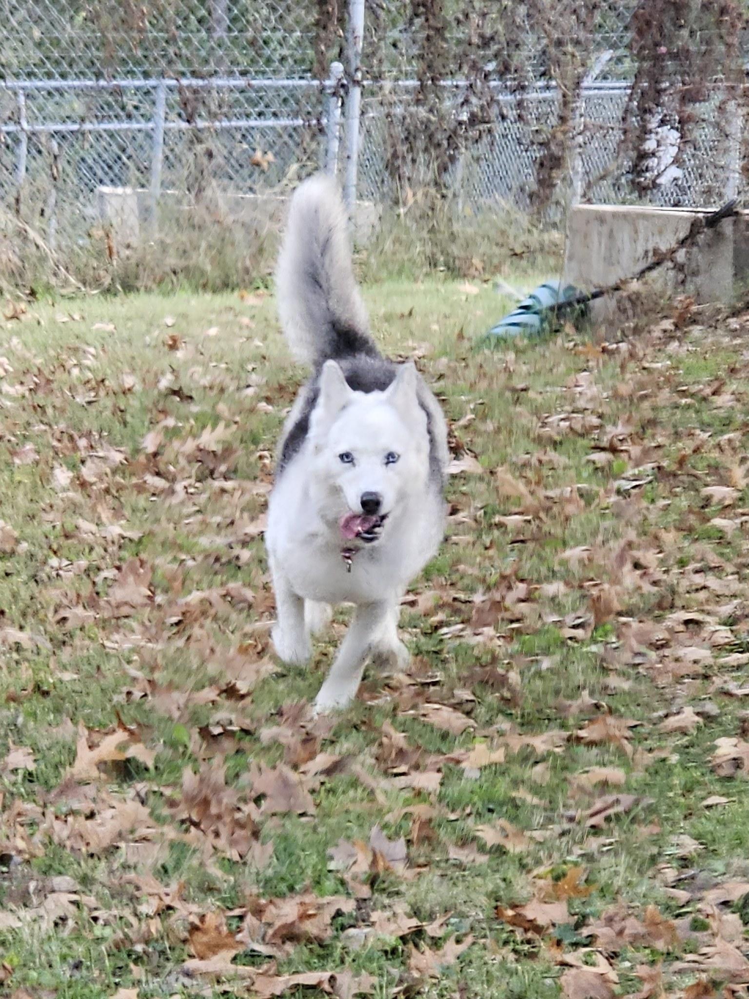 Enlarge Bandit: Adoption pending!, a Adoptable Husky in Fort Leavenworth, KS image 5/5