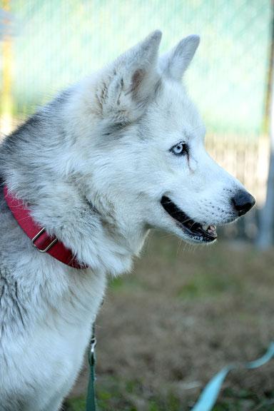 Bandit: Adoption pending!, Adoptable, Senior Female Husky.