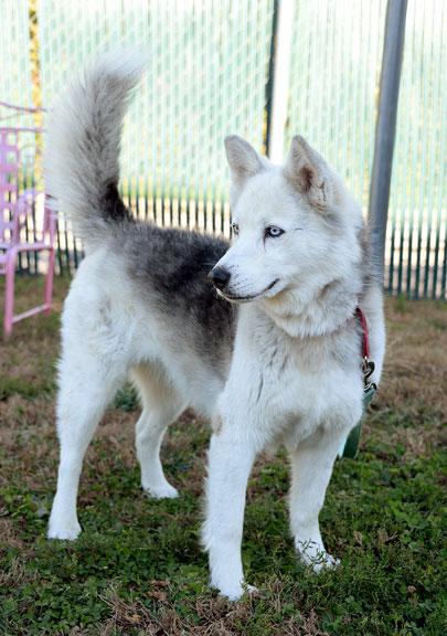 Enlarge Bandit: Adoption pending!, a Adoptable Husky in Fort Leavenworth, KS image 3/5
