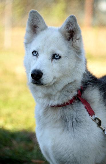 Enlarge Bandit: Adoption pending!, a Adoptable Husky in Fort Leavenworth, KS image 2/5