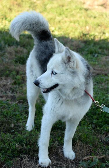 Enlarge Bandit: Adoption pending!, a Adoptable Husky in Fort Leavenworth, KS image 4/5
