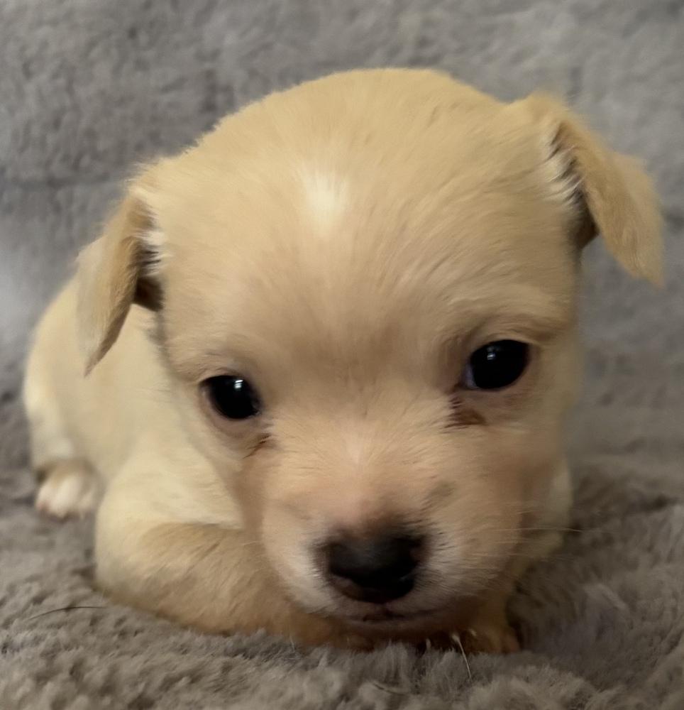 Hogwarts: Ron thumbnail 2