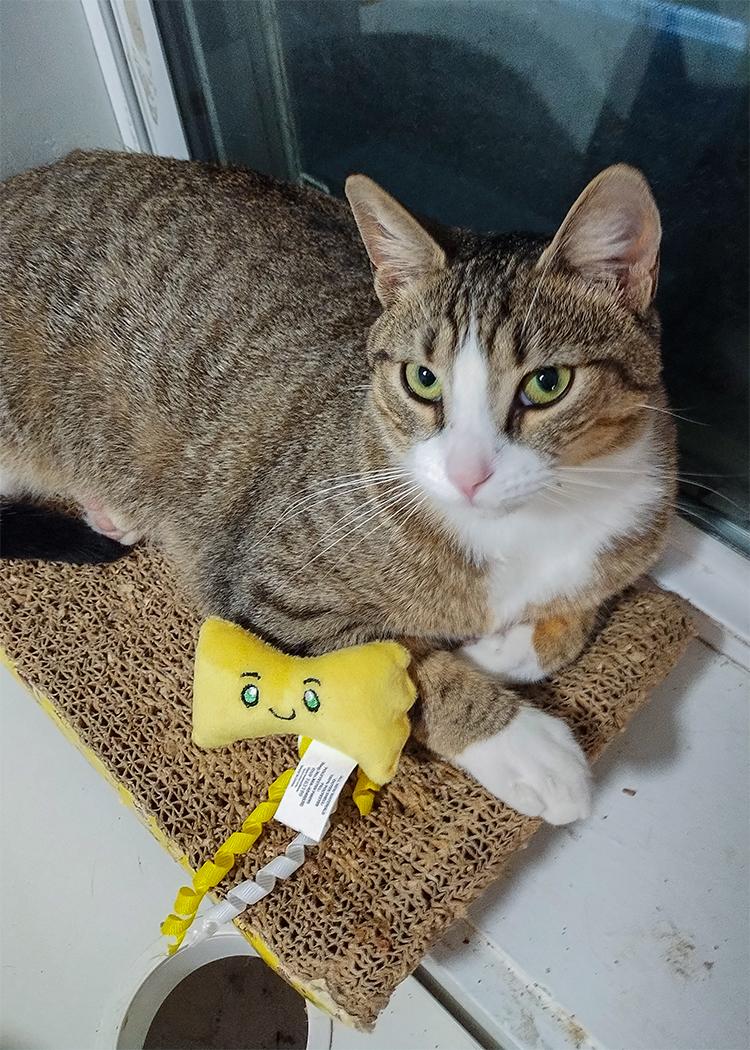 Bebezinho, Adoptable, Young Male Domestic Short Hair.