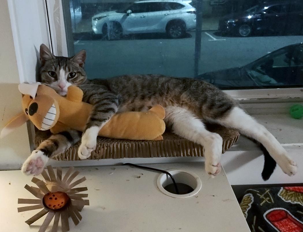 Bebezinho, a Adoptable Domestic Short Hair in Weehawken, NJ image 3/4