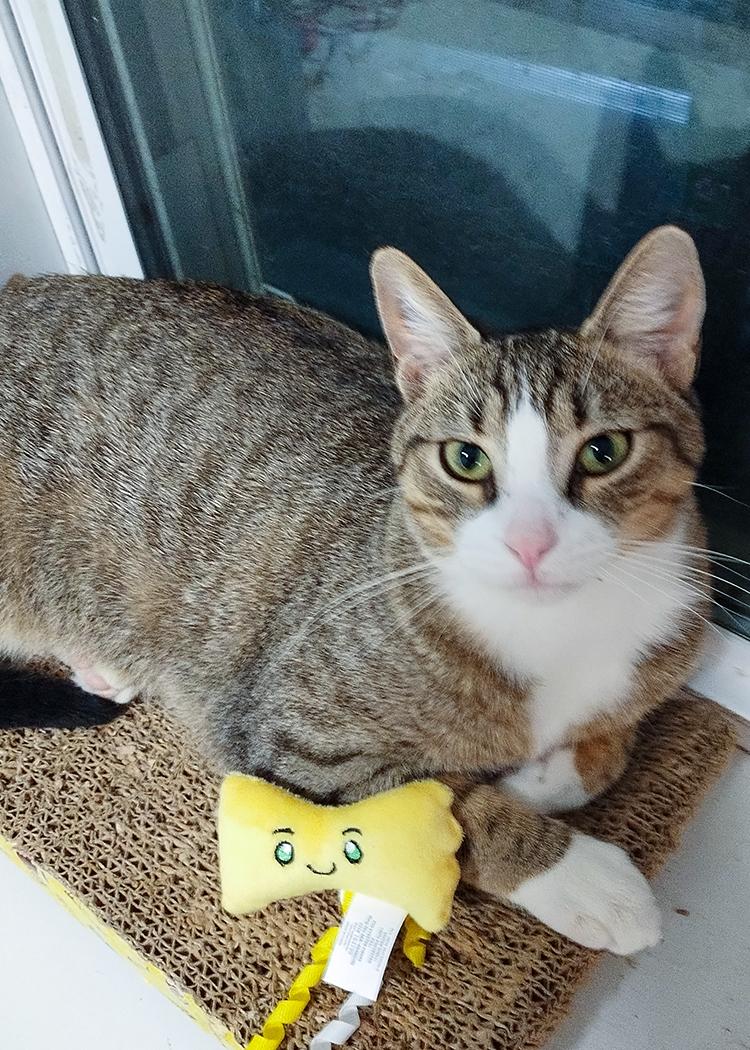 Bebezinho, a Adoptable Domestic Short Hair in Weehawken, NJ image 4/4