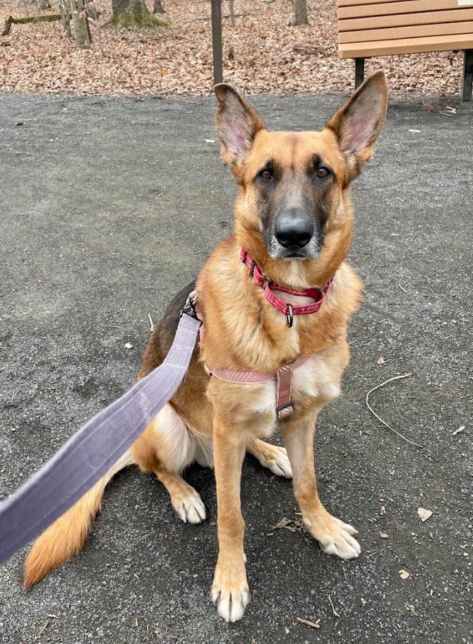 Enlarge Ozzy, a Adoptable mixed breed in Washington, DC image 1/6
