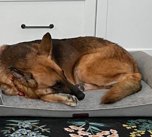 Ozzy, Adoptable, Adult Male German Shepherd Dog & Mixed Breed.