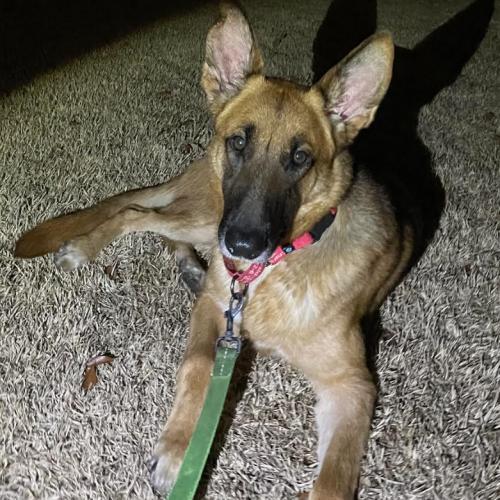 Enlarge Ozzy, a Adoptable mixed breed in Washington, DC image 3/6