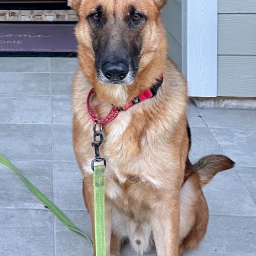 Enlarge Ozzy, a Adoptable mixed breed in Washington, DC image 4/6