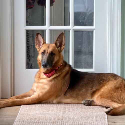 Enlarge Ozzy, a Adoptable mixed breed in Washington, DC image 5/6