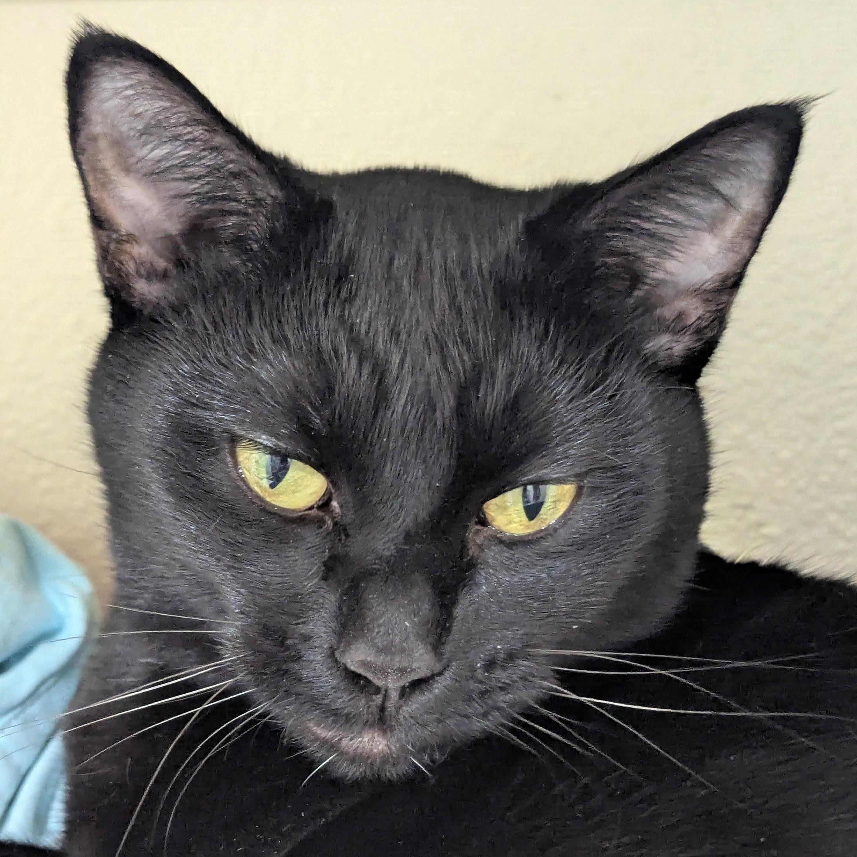 Mabel updated photos and bio, a ADOPTABLE Domestic Short Hair in Portland, OR image 6/6